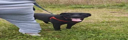 Mixed Breed dogs for adoption: FOSTER CALL:❤️NICOL❤️Energetic, Playful, Loving in Bude - Advert 16