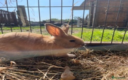 Dutch rabbits for sale: Rabbits ready to go now  - Image 6