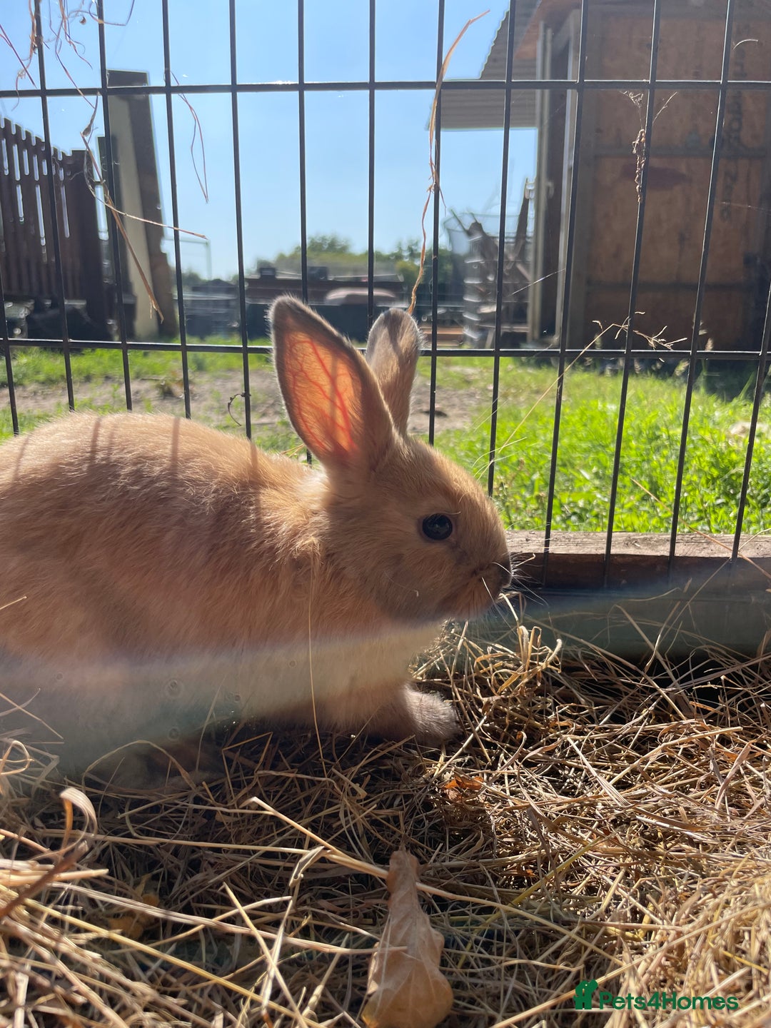 Dutch rabbits for sale: Rabbits ready to go now  - Image 6