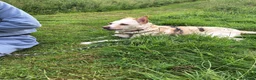 Mixed Breed dogs for adoption: PANDORA - A Beautiful Soul for a Loving Home in Wisbech - Advert 10