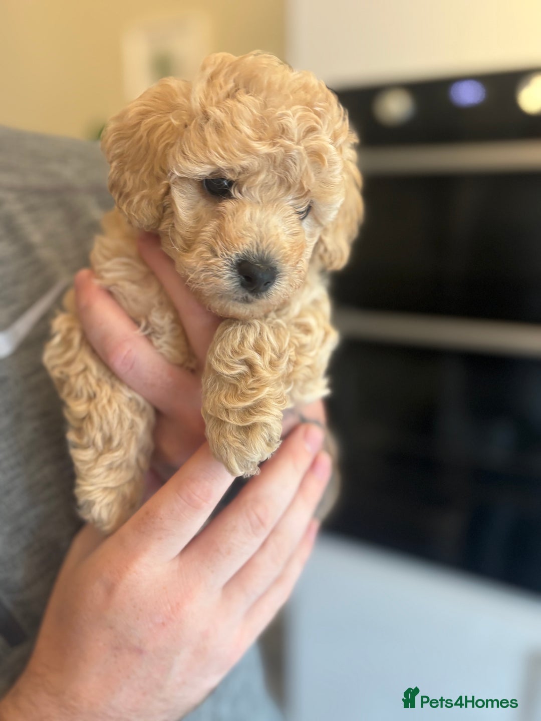 Toy Poodle dogs for sale: 🐾Tiny Toy poodle boy puppy last one🐾 - Advert 2