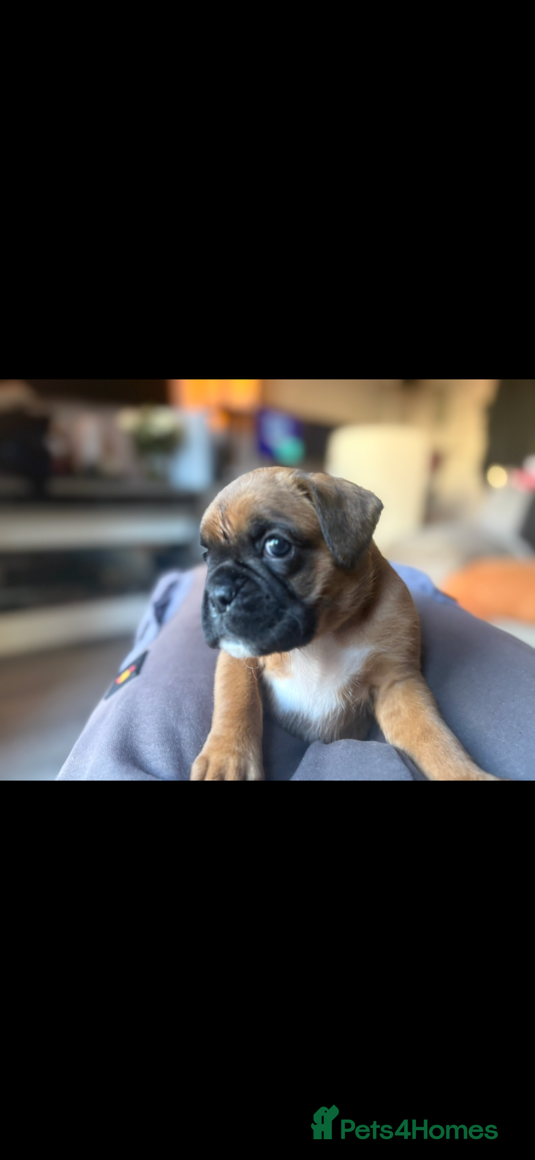 Boxer dogs for sale: 4 Stunning Boxer puppies - Advert 4