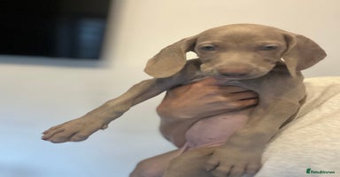 Weimaraner dogs - Advert 6