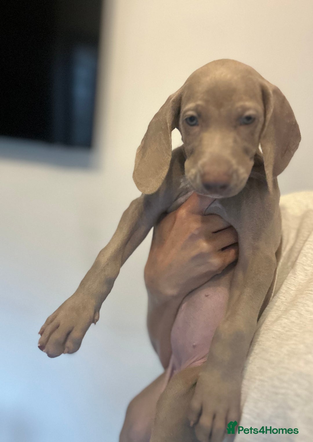 Weimaraner dogs for sale: Only 1 girl available  - Image 5