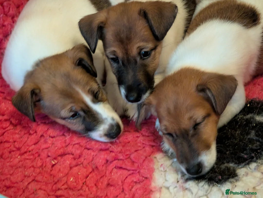 Fox Terrier dogs for sale: Smooth Fox Terrier female available  - Advert 4