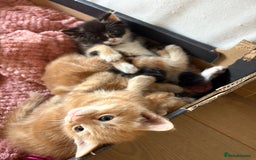 Mixed Breed cats for sale: 3 beautiful kittens for sale.  - Image 8