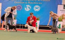 Miniature Schnauzer dogs for stud: Junior Champion of Poland 2024 in Preston - Image 7