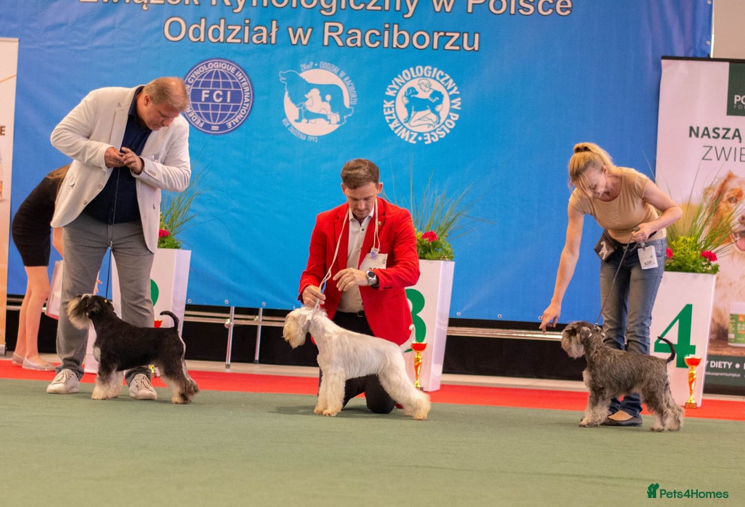 Miniature Schnauzer dogs for stud: Junior Champion of Poland 2024 in Preston - Image 7