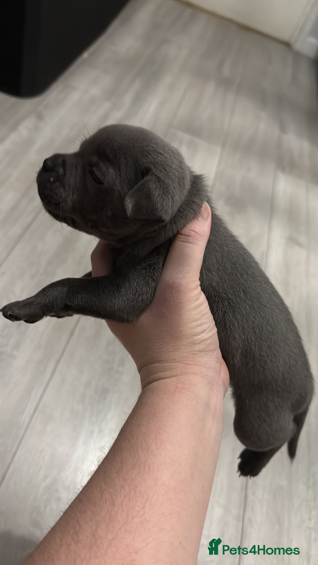 Staffordshire Bull Terrier dogs for sale: Beautiful stuffy pups  - Advert 15