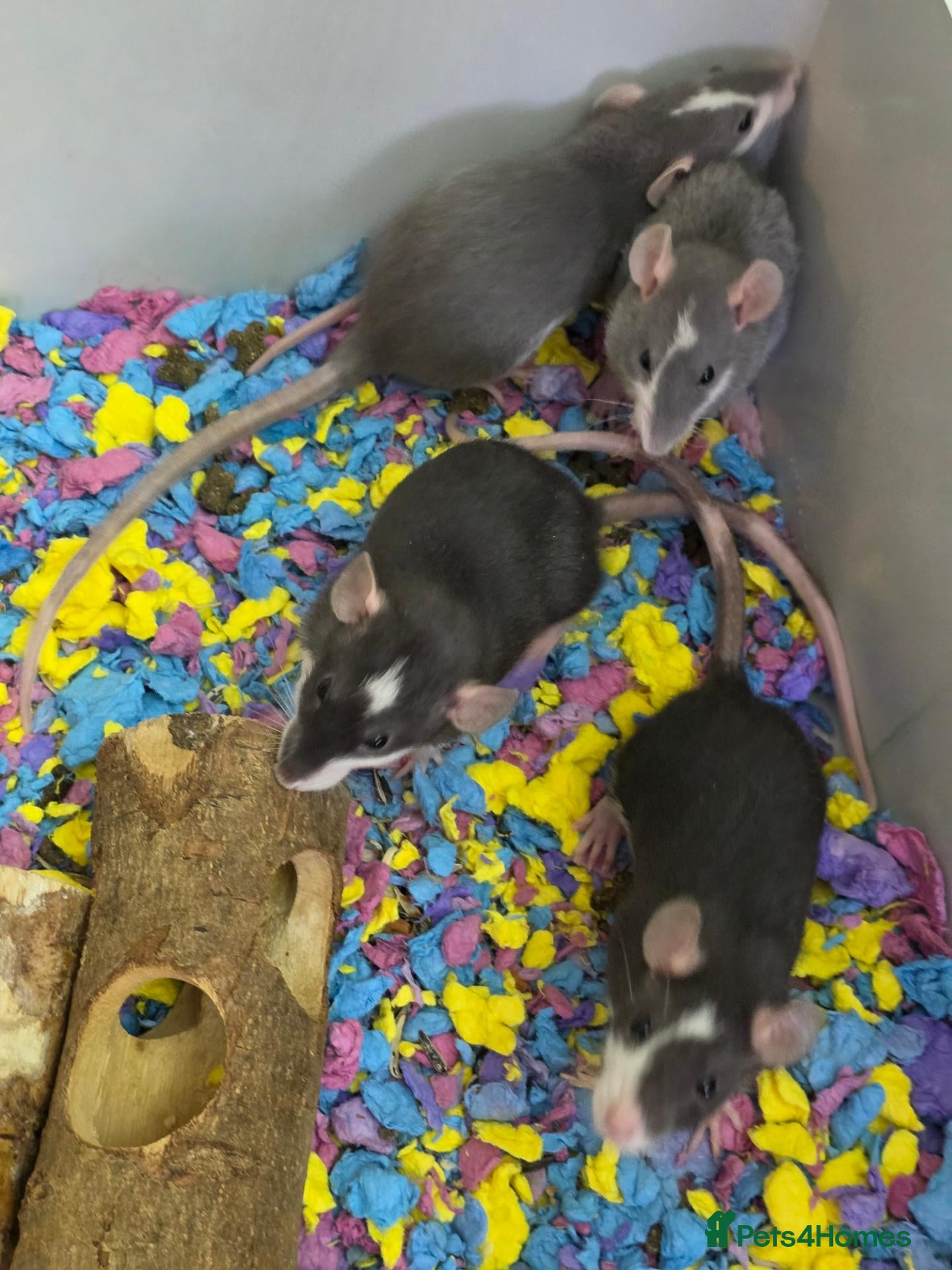 Rat rodents Adorable baby female rats - Advert 1