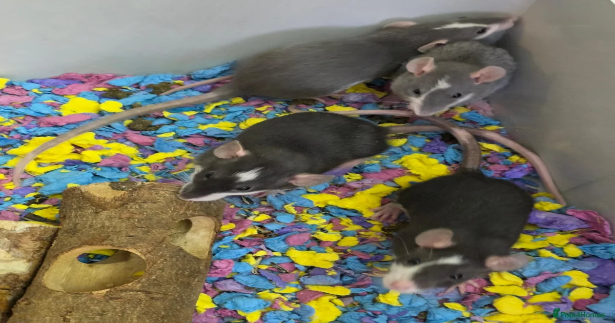 Rat Rodents for sale in Sittingbourne, Kent | Pets4Homes