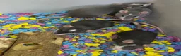 Rat rodents for sale: Adorable baby female rats - Advert 1