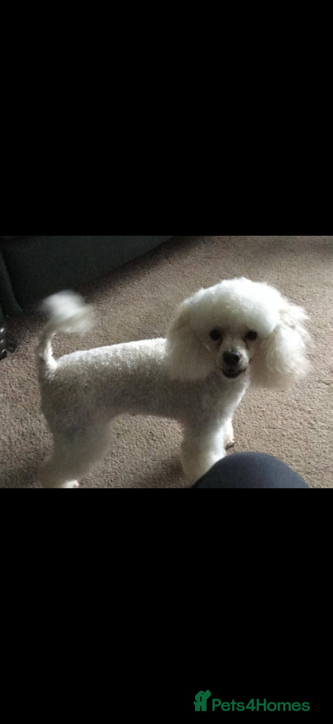 Pomapoo dogs for sale: Princess Pomapoo 🩷 - Advert 8