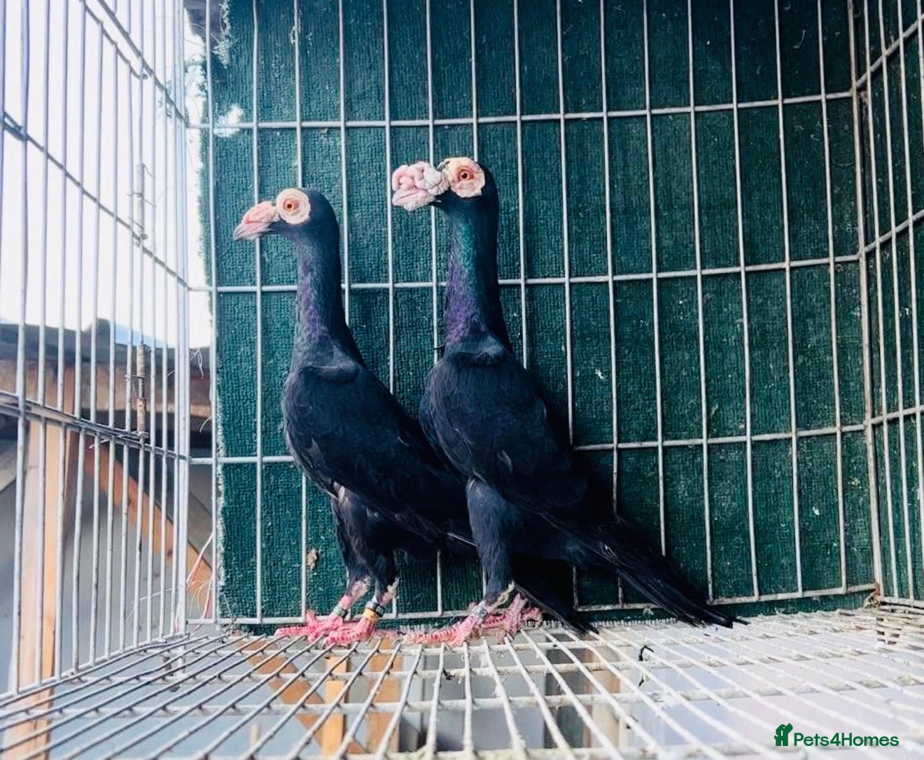 Pigeons birds Beautiful Quality Pigeons Healthy & Well Cared For - Advert 2