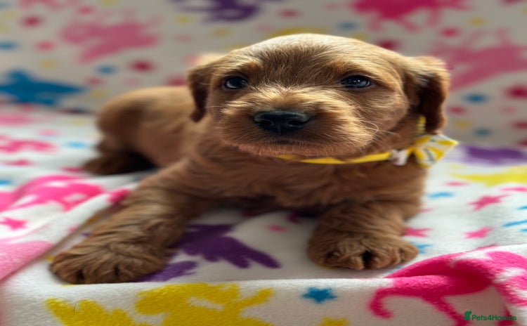 Labradoodle dogs - Advert 2