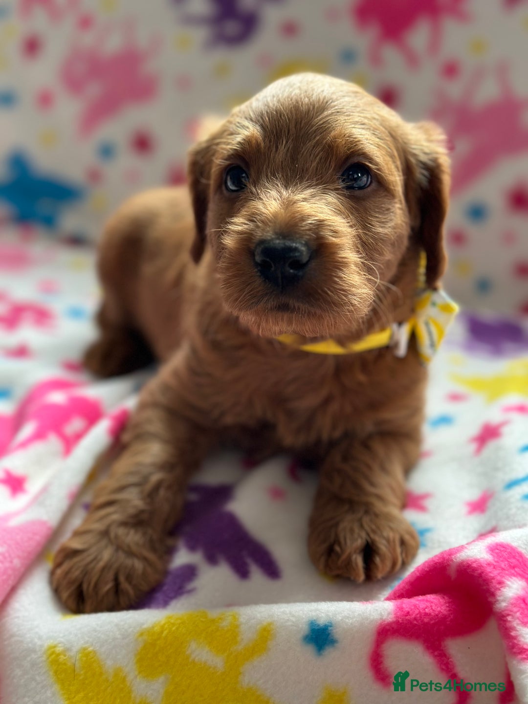 Labradoodle dogs for sale: Miniature Labradoodles  - Image 1
