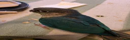 Conures birds for sale: Handreared Tame Conures - Advert 3