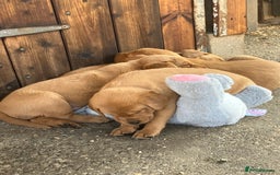 Labrador Retriever dogs for sale: STUNNING LITTER OF DARK FOX RED LABRADOR PUPPIES - Image 22
