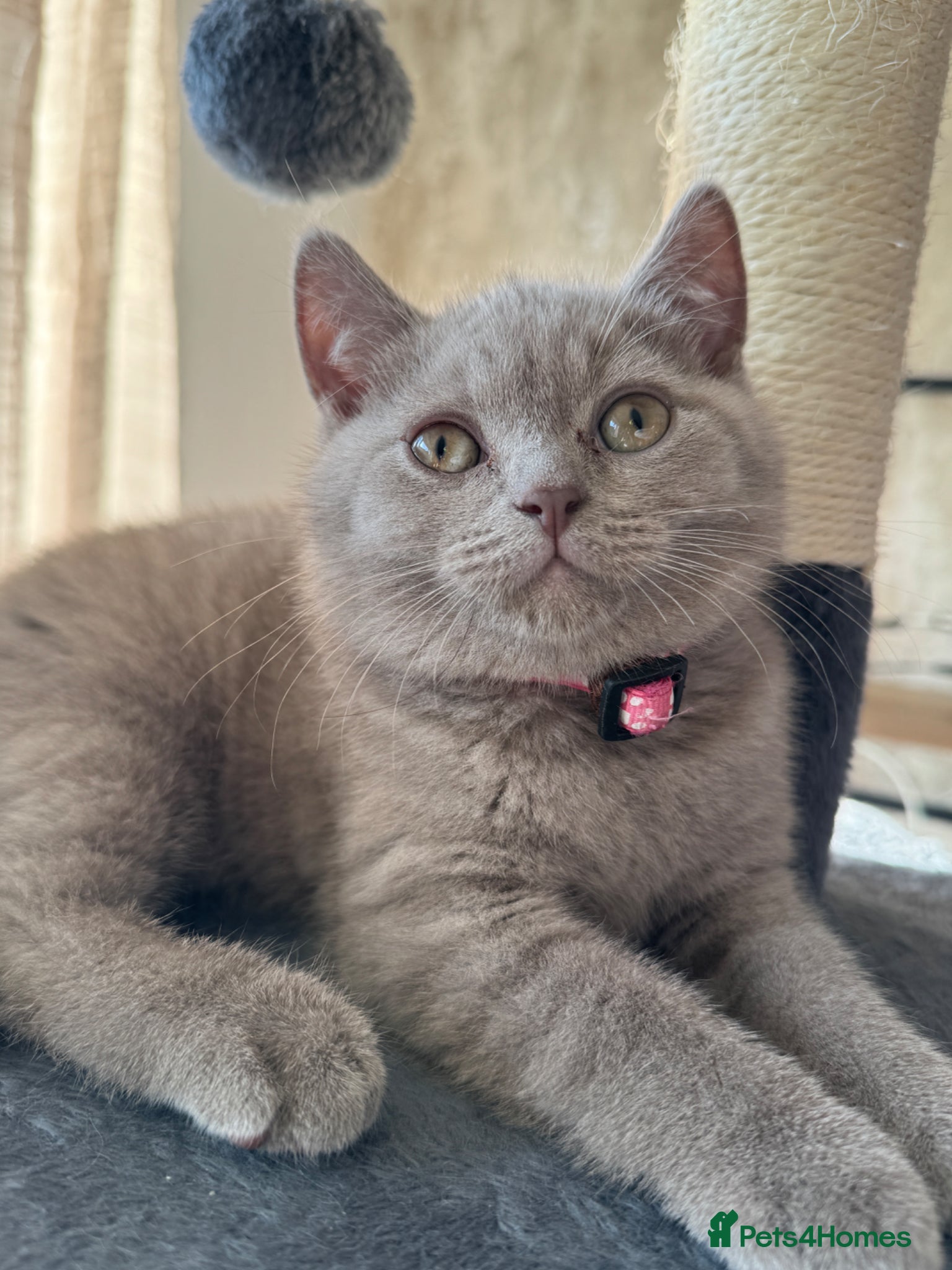 British Shorthair cats for sale: Beautiful British shorthair kittens  - Advert 28