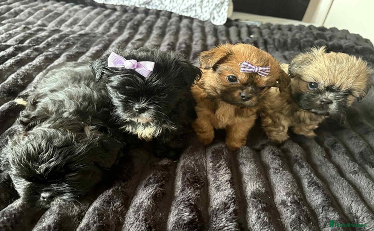 Mixed Breed dogs - Advert 8
