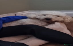 Cockapoo dogs for sale: Bella needs a new home - Advert 5