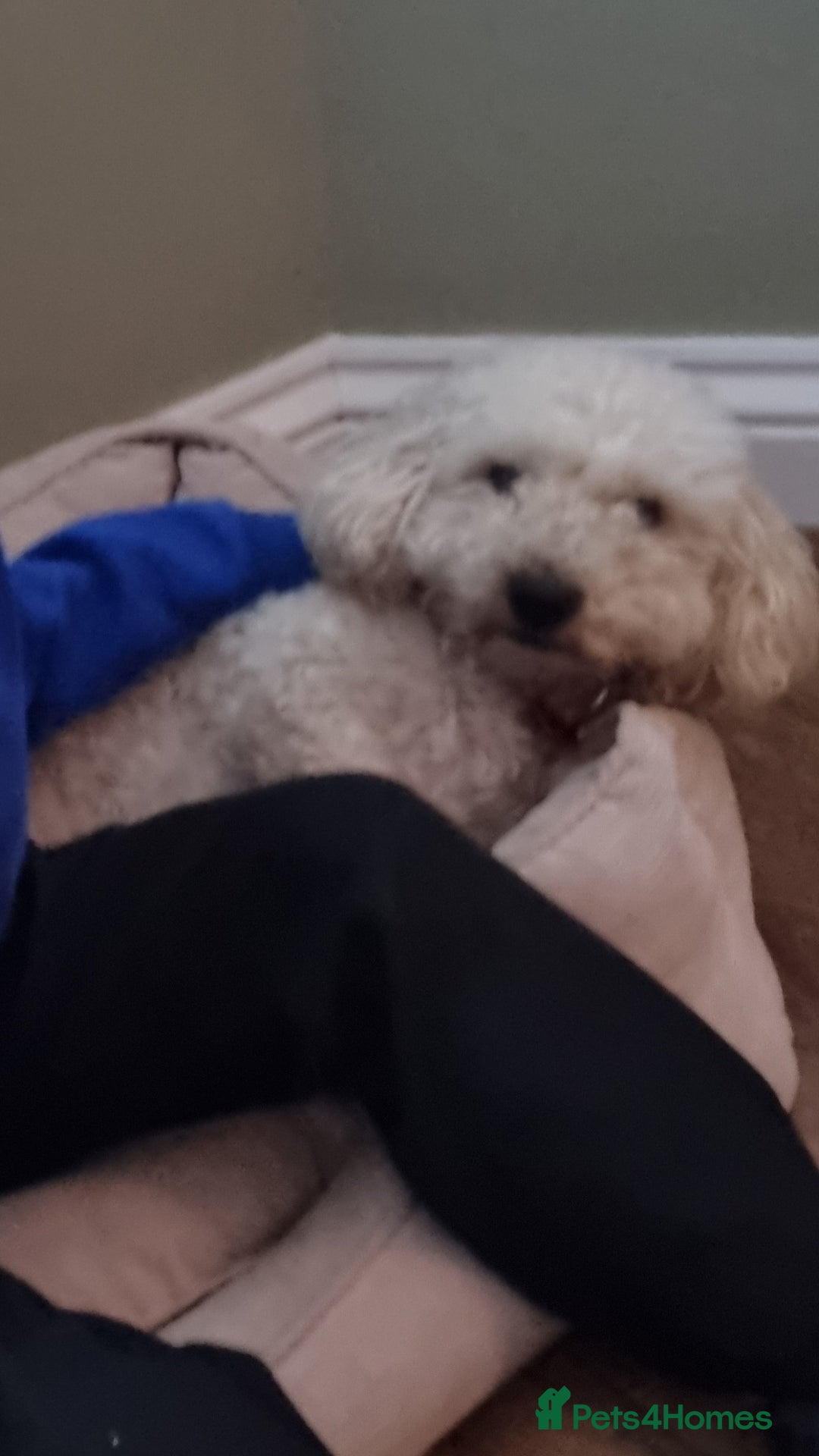 Cockapoo dogs for sale: Bella needs a new home - Advert 5