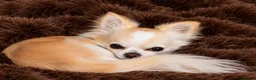 Chihuahua dogs for stud: BEAR—KC REGISTERED LONGCOAT CHIHUAHUA STUD SERVICE - Advert 4