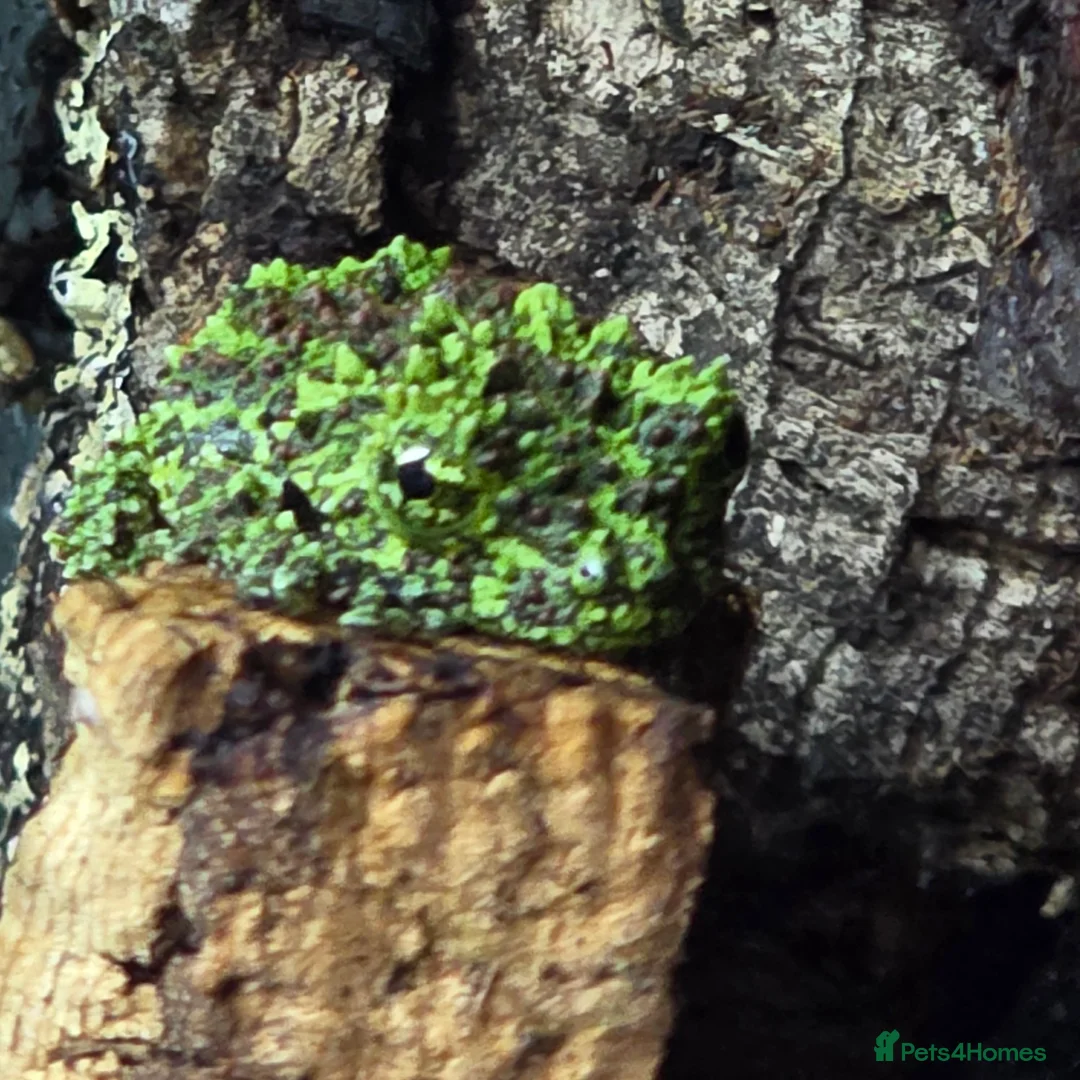 Frog reptiles for sale: Mossy Frogs with Established Bioactive Paludarium  - Advert 1