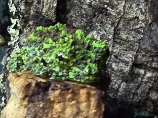 Frog reptiles Mossy Frogs with Established Bioactive Paludarium - Advert 4