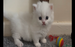 Munchkin cats for sale: Beautiful Munchkins Kittens  - Image 6