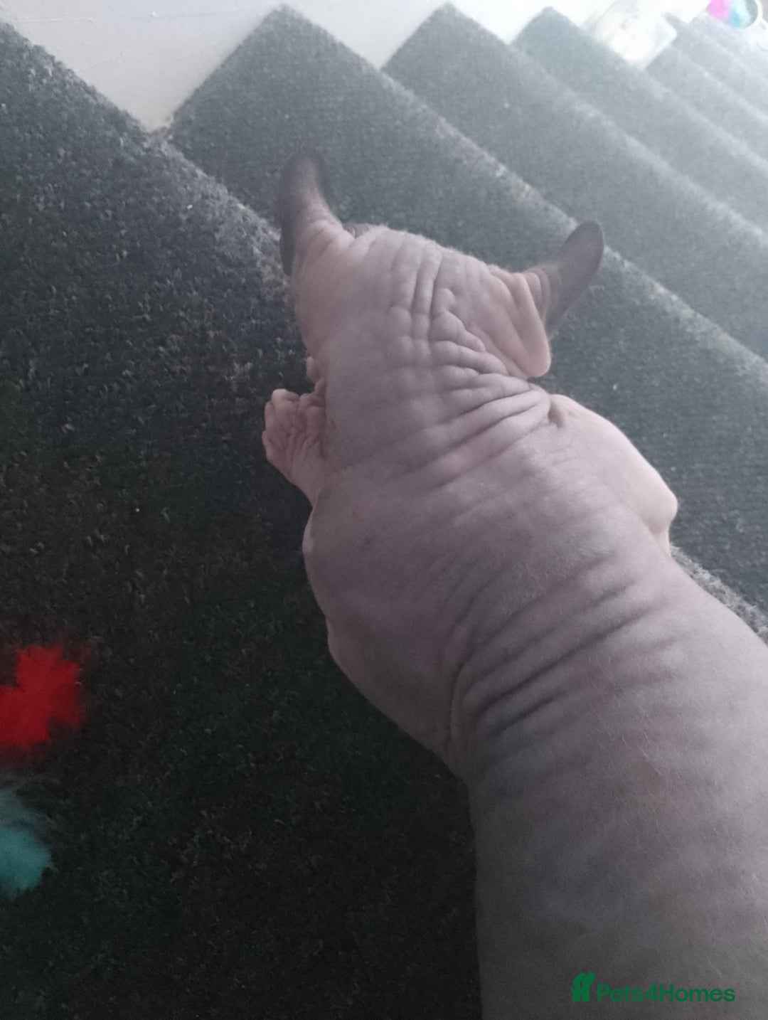 Sphynx cats for sale: Stunning 8 month old Elf Sphynx for sale - Advert 5