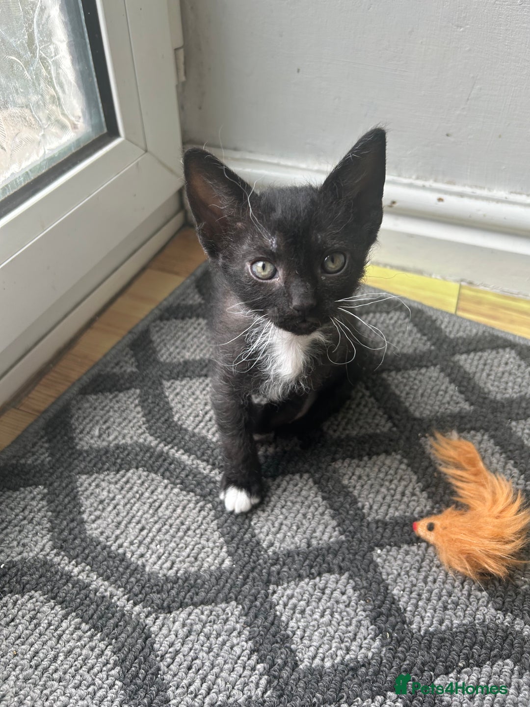 Mixed Breed cats for sale: 4 Siamese Cross kittens for sale - Image 4