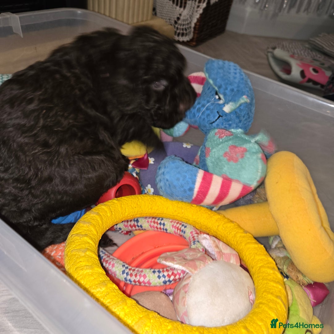 Cavapoo dogs for sale: Teddy bear cavapoo  - Advert 10