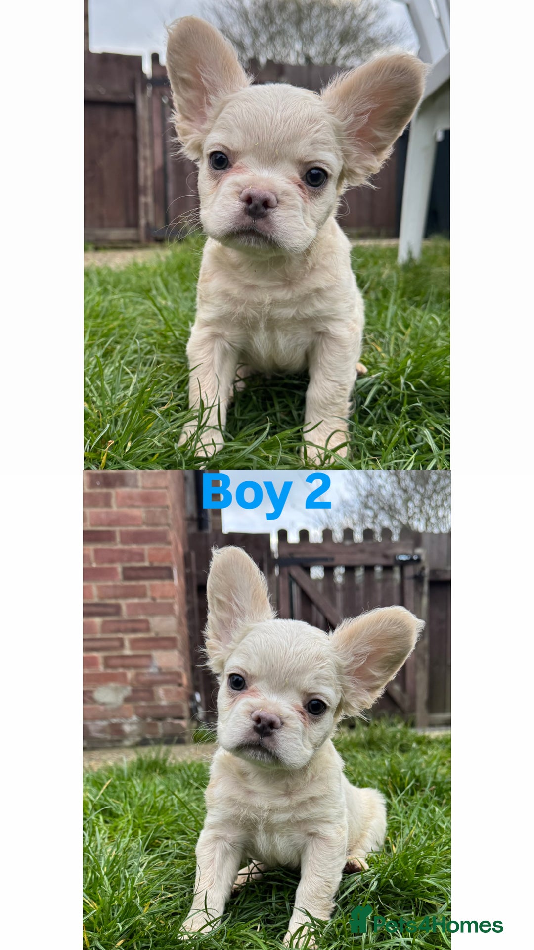 French Bulldog dogs for sale: REDUCED! Fluffy French Bulldog Puppies  - Advert 29