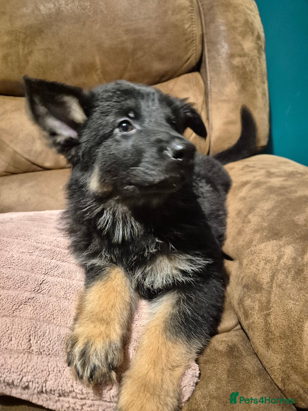 German Shepherd dogs for sale: Ready Now-KC, health Tested German Shepherd Pups - Image 4