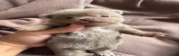 Pomchi dogs for sale: Beautiful unique Pomchi’s  - Advert 17