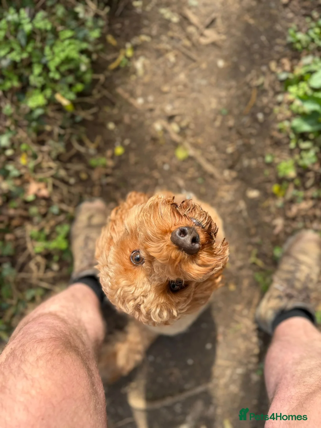 Cockapoo dogs for stud: Cockapoo F1 for stud - Advert 2