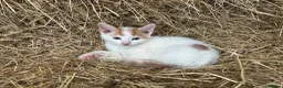 Mixed Breed cats for sale: 3 boy kittens  - Advert 4