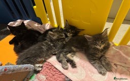 Maine Coon cats for sale: 4 big pure gorgeous Mainecoon boys  - Image 20