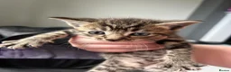 Mixed Breed cats for sale: 5 Kittens mixed breed in Dukinfield - Advert 12