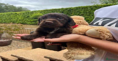 Cocker Spaniel dogs - Advert 10