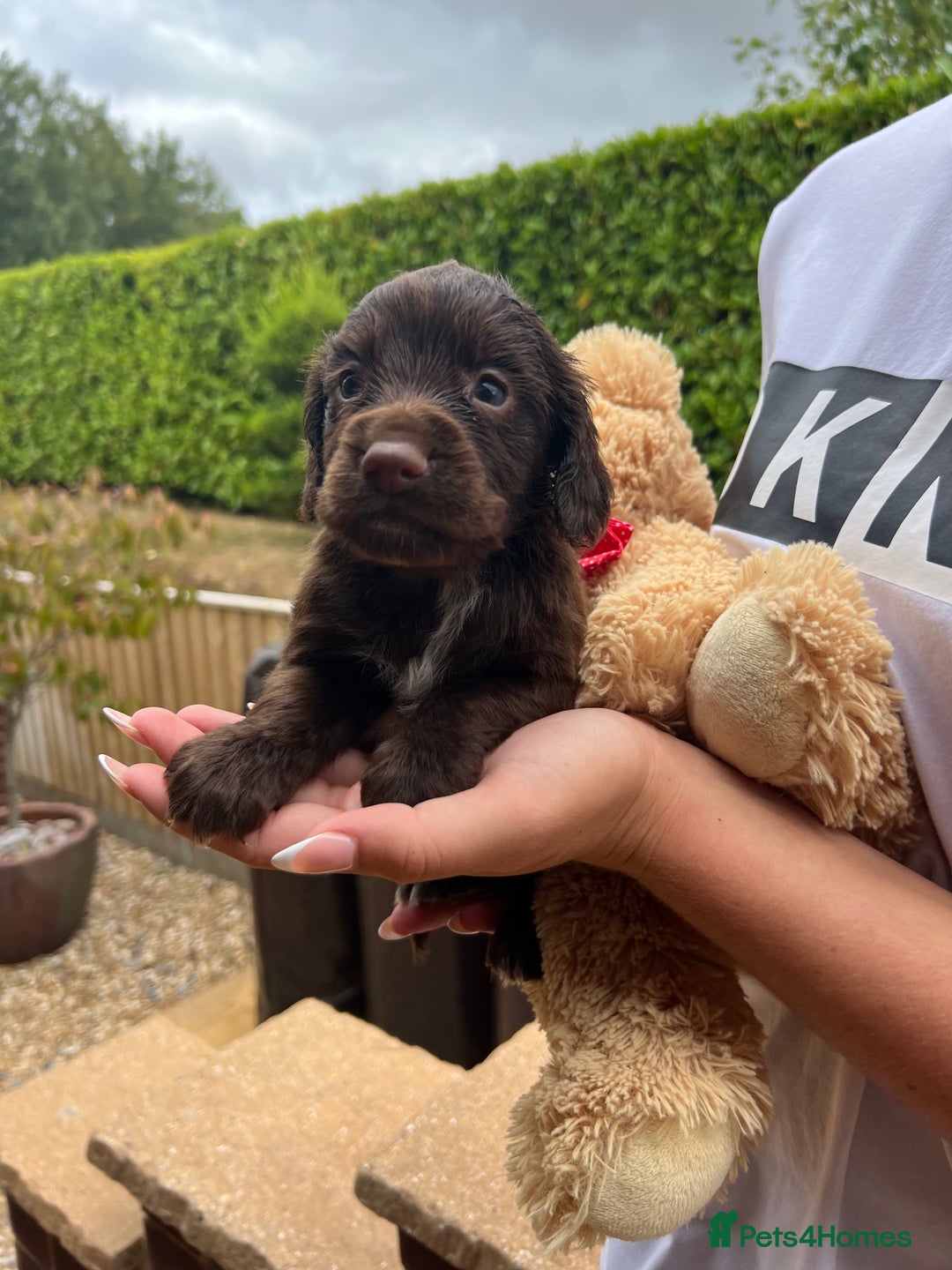Cocker Spaniel dogs for sale: 7 gorgeous cocker spaniel puppy’s 🐶 - Image 2