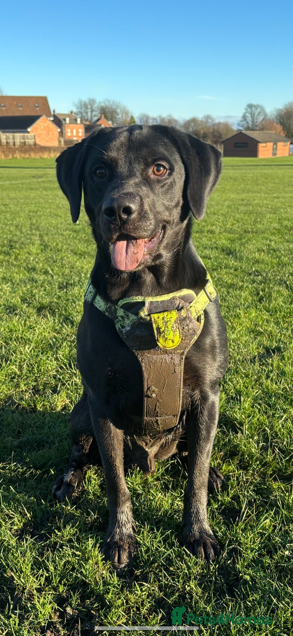 Labrador Retriever dogs Male black Labrador Retriever  - Advert 2
