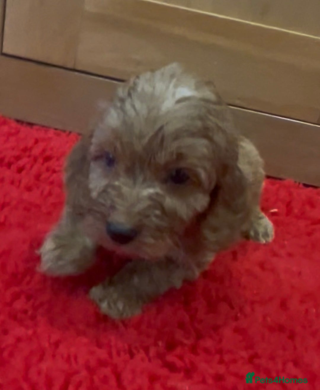 Cockapoo dogs for sale: Beautiful hereditary healthy male pups - Advert 5