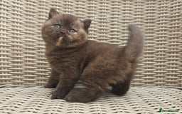 British Shorthair cats for sale: Stunning British Shorthair Kittens  - Image 1