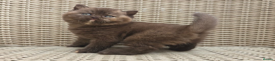 British Shorthair Kitten 2