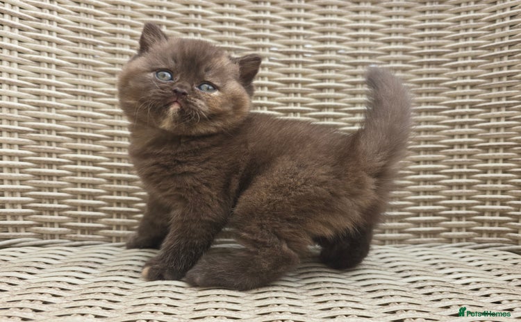 British Shorthair cats - Advert 13