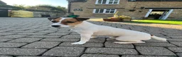 Jack Russell dogs for stud: Jack Russell Terrier proven stud dog  in Kettering - Advert 11