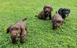 Cocker Spaniel dogs for sale: Cocker Spaniel Puppies - KC Registered  - Image 7