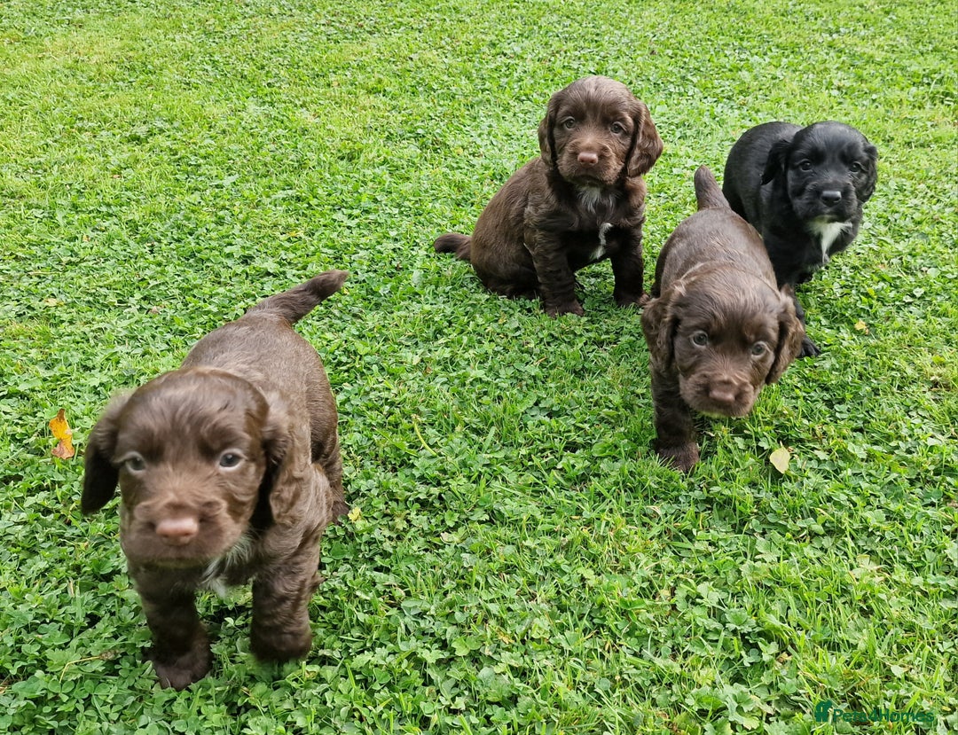 Cocker Spaniel dogs for sale: Cocker Spaniel Puppies - KC Registered  - Image 7